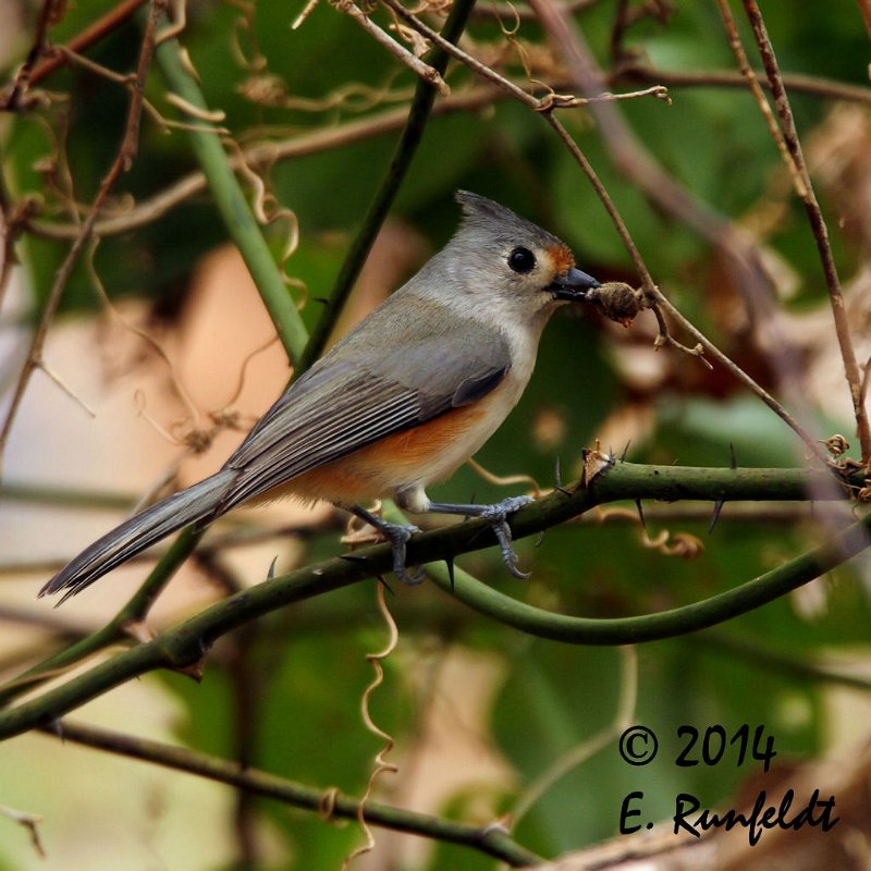 20Dec-CBC 460.jpg - Hybrid Titmouse